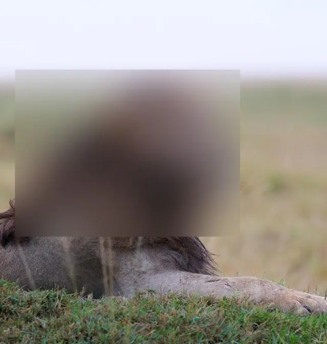 Самый модный лев