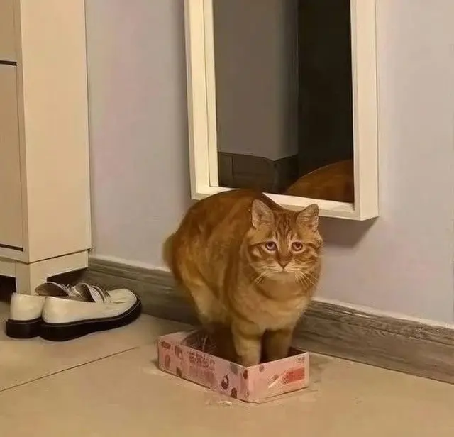 "Я в порядке!": рыжий кот в маленькой коробке стал звездой соцсетей
