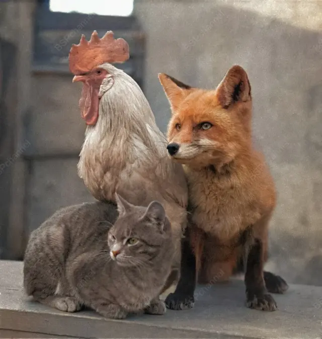 Солянка интересных ретро-снимков с животными  27.10.2025