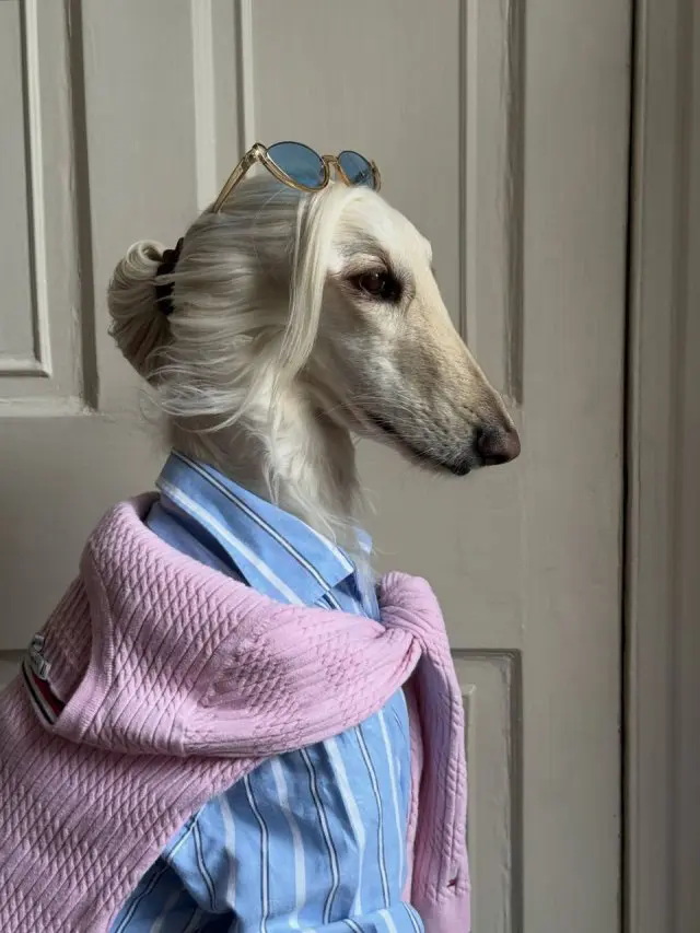 Саманта - самая модная афганская борзая