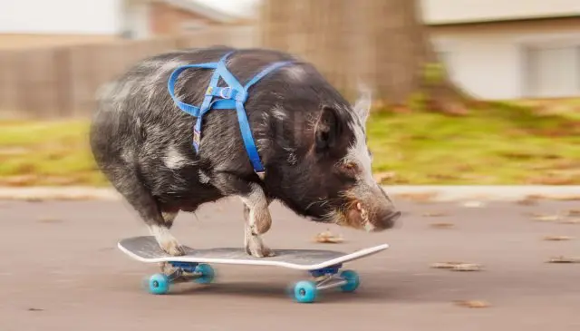 Cвинья научилась кататься на скейте и попала в Книгу рекордов Гиннеса