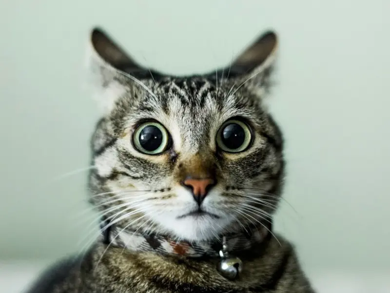 В Польше мужчина, пытаясь избежать задержания, бросался в полицейских котом