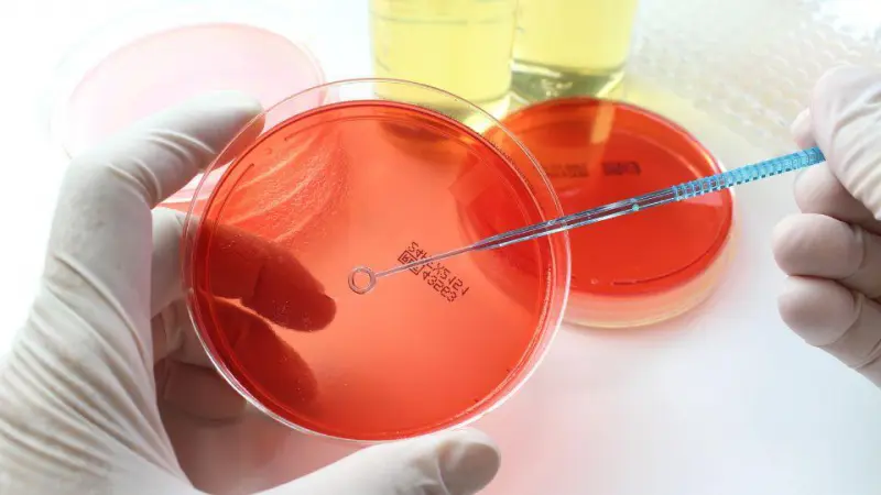 Ребёнок заразился гонореей после того, как съел содержимое лабораторной чашки