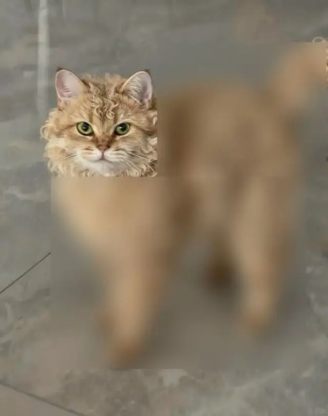 Кошка с идеальными кудряшками завирусилась в Сети