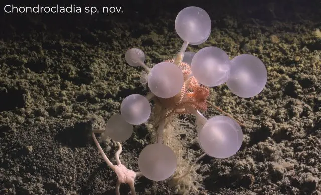 В Антарктиде нашли сразу 30 жутких и ранее неизвестных науке существ