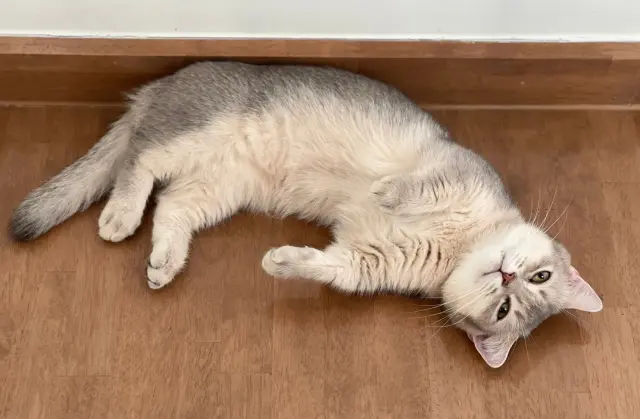 Во Франции мужчина подал в суд на соседку и ее кота