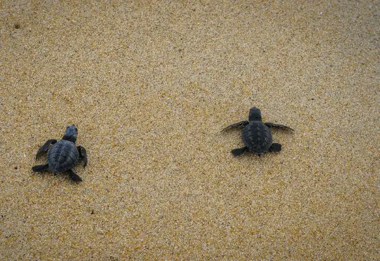 Почему нельзя помогать маленьким черепашкам добираться до воды?