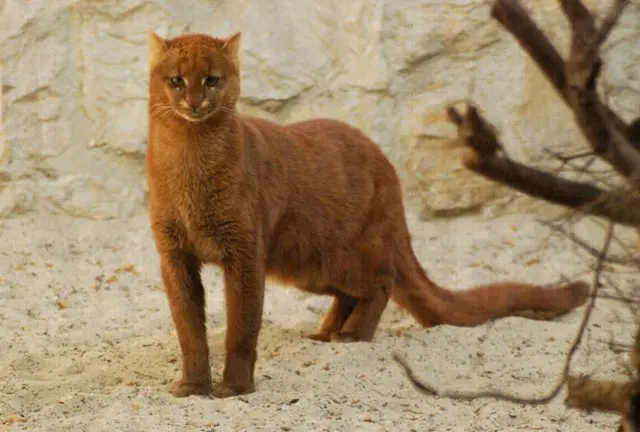 Ягуарунди — «маленькая пума» из Центральной Америки