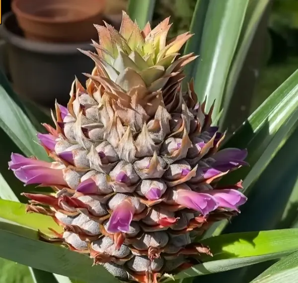 Японец показал как можно вырастить ананас из листьев