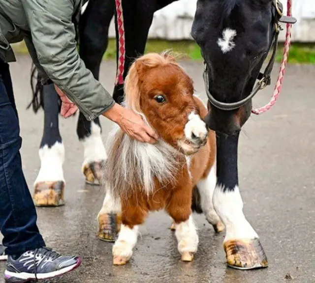 Пумукель — самый маленький конь в мире, занесённый в Книгу рекордов Гиннесса