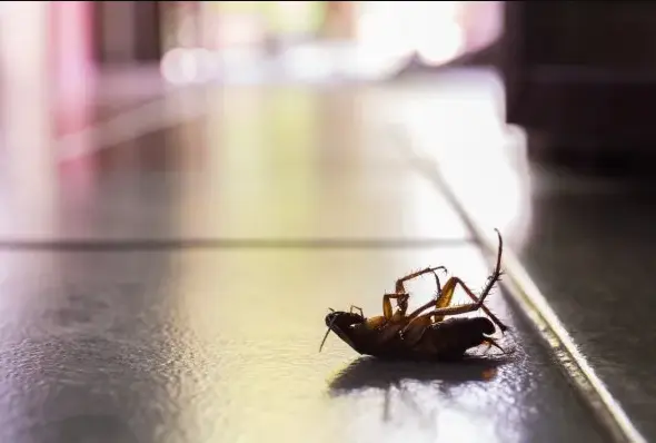 Тараканы выделяют токсичные соединения, загрязняющие воздух в помещении