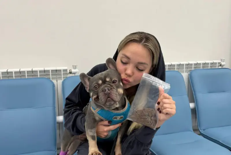 Французский бульдог проглотил нижнее бельё хозяйки и попал в больницу