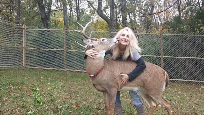Американку убил олень, которого она спасла