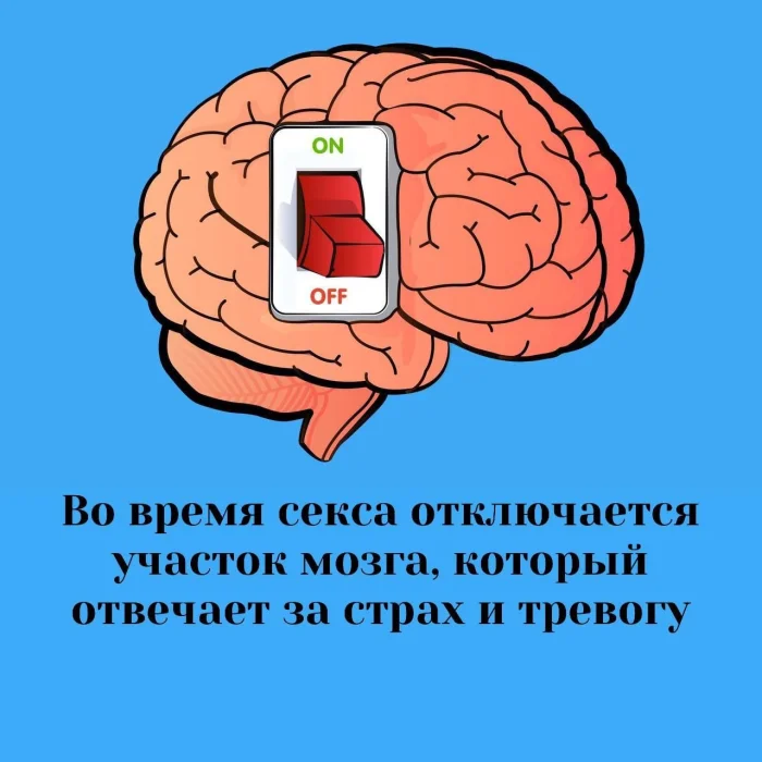 Сексуальная правда: 15 фактов, которым не научат в школе 25.11.2025