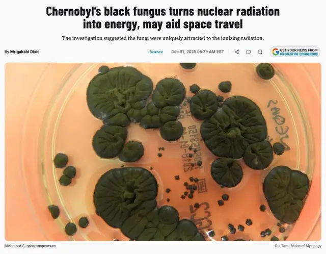 В Чернобыле в зоне отчуждения нашли чёрный грибок Cladosporium sphaerospermum