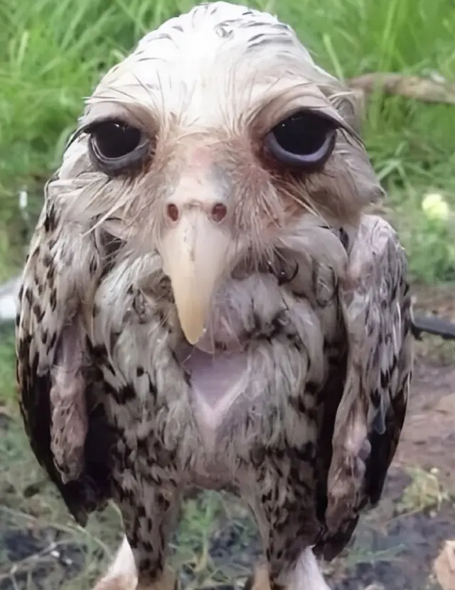 Так выглядит промокшая сова
