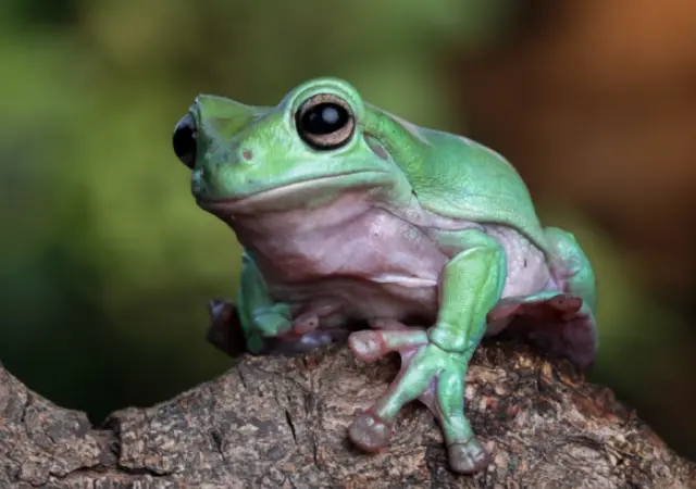 Лягушки - это новое лекарство от рака?