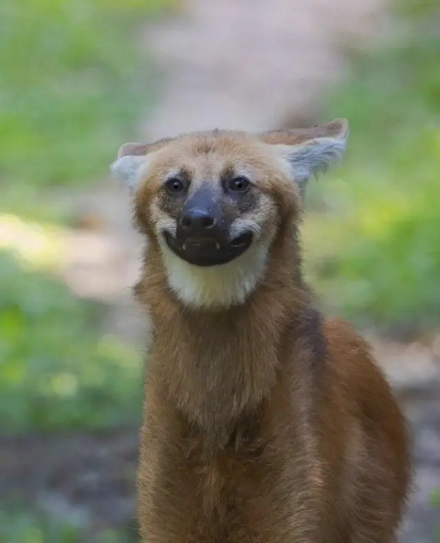 Гуара — самый забавный и несуразный волк