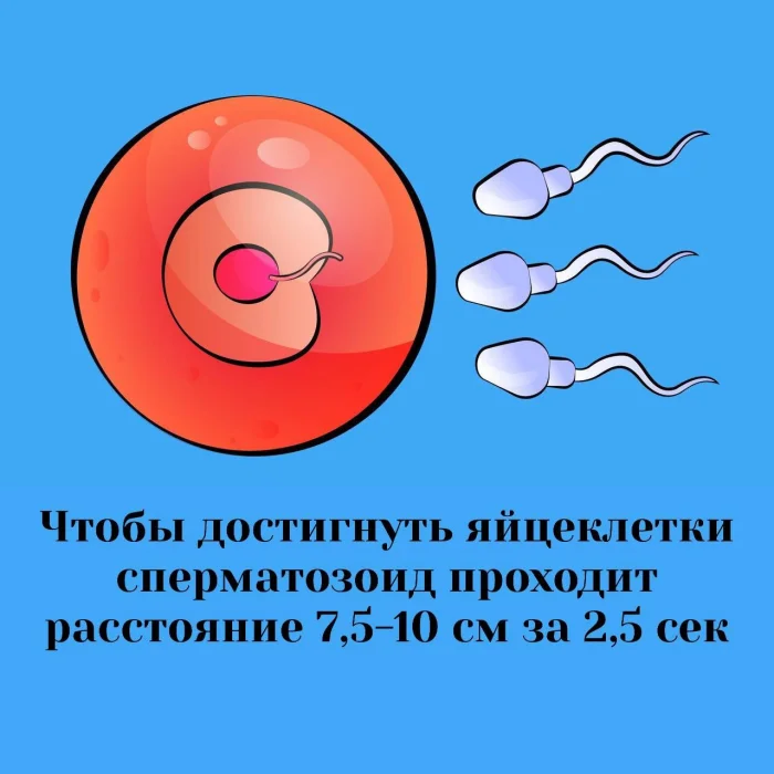 Сексуальная правда: 15 фактов, которым не научат в школе 08.12.2025