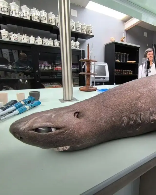 Аниме-акулу обнаружили в Испании — у неё огромные глаза