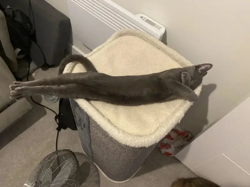 Подборка фотографий со смешными котами 24.02.2026