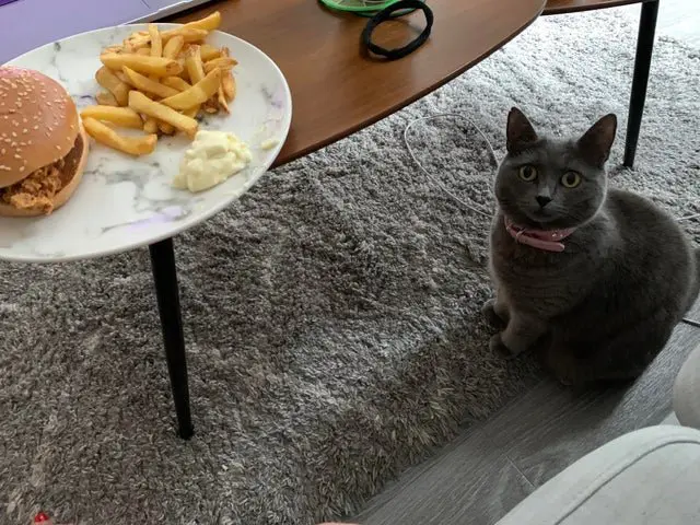 Смешные животные, которым нужна ваша еда 25.02.2026