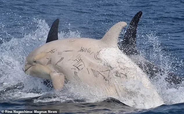 Касатки-альбиносы с боевыми травмами