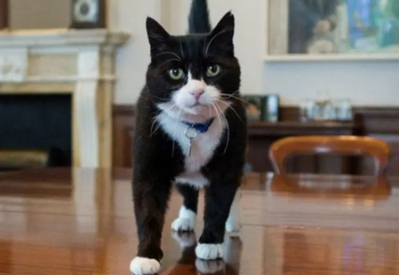 Умер легендарный кот-дипломат Палмерстон