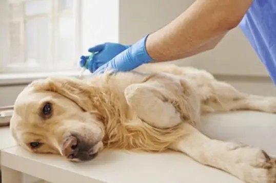 Піометра у собаки, як швидко її треба прооперувати