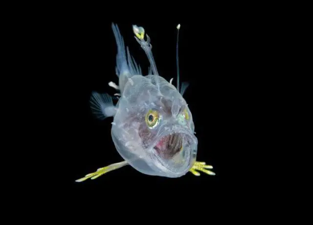 «Уставшая рыба:» победитель конкурса фотографий