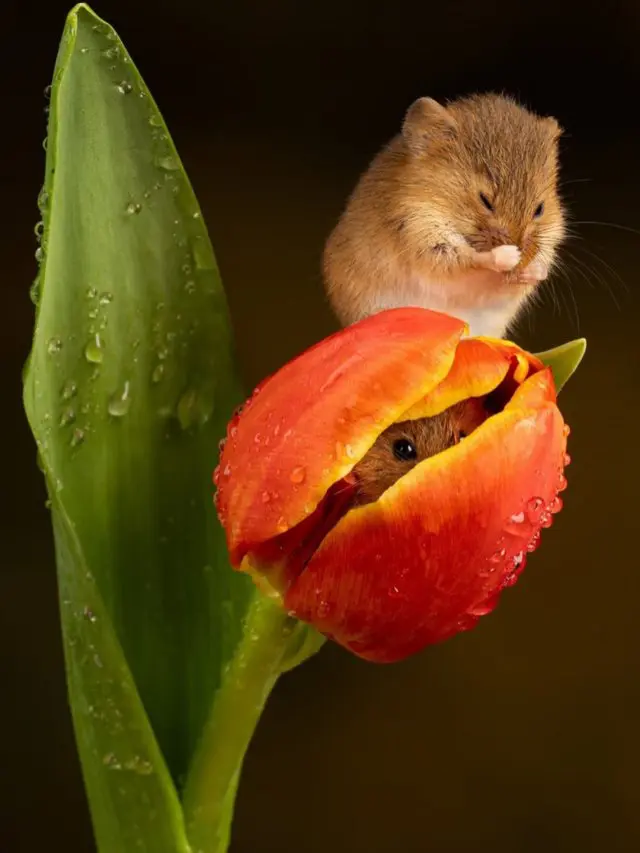 Евразийская мышь-малютка - самый миниатюрный грызун в мире