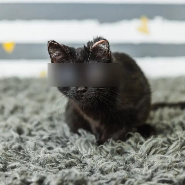 Дорито — кошка-пришелец с огромными «стеклянными» глазами