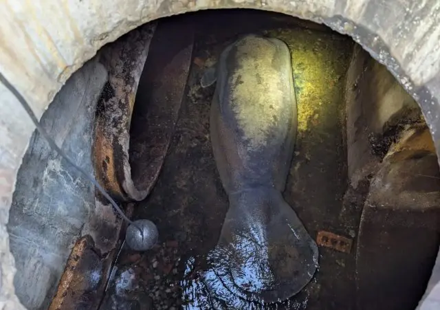 Во Флориде спасли 186-килограммового ламантина, застрявшего в канализации