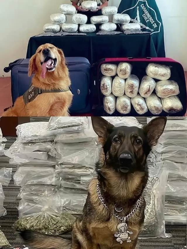 Полицейские собаки хвастаются своими находками