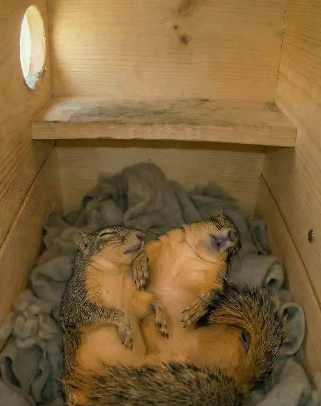 Как спят белки?