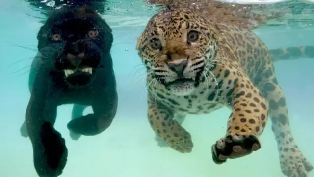 Интересные фотографии из серии "вау"  24.03.2026