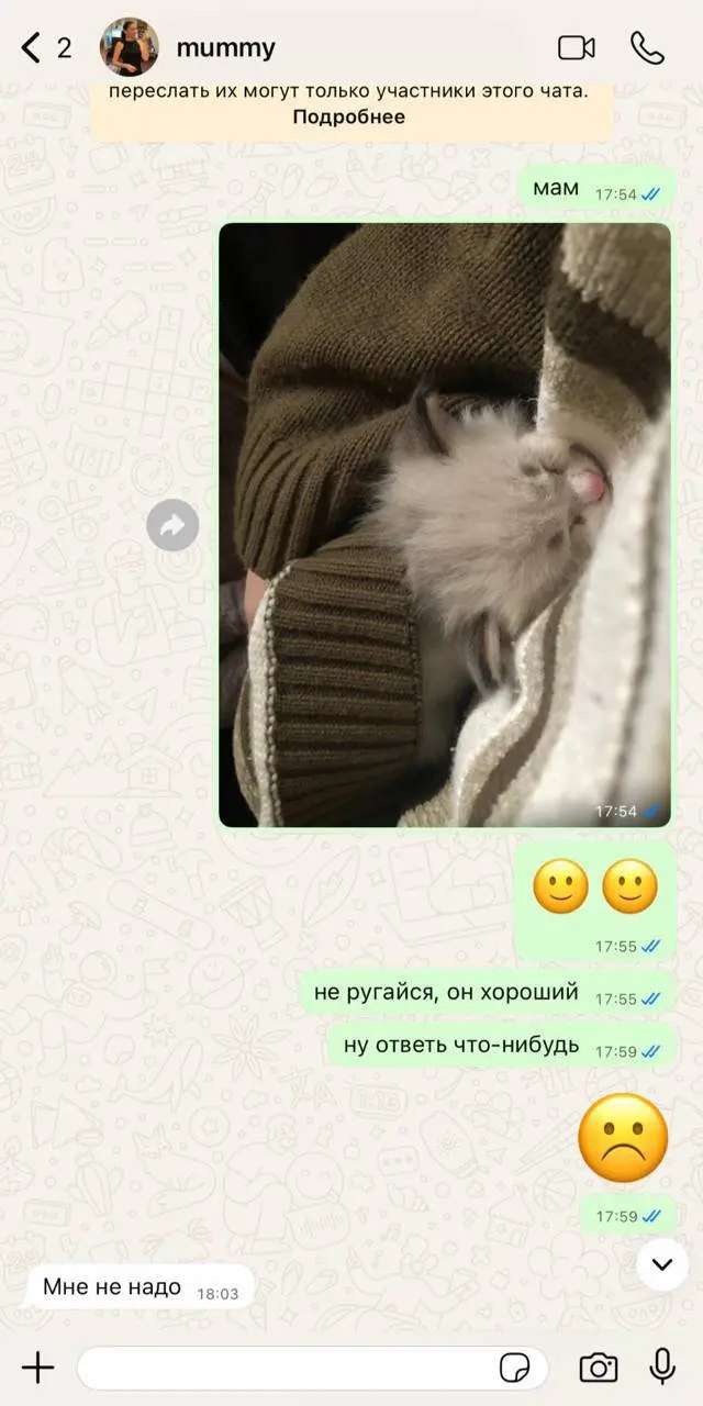 Как же быстро коты завладевают нашими сердцами