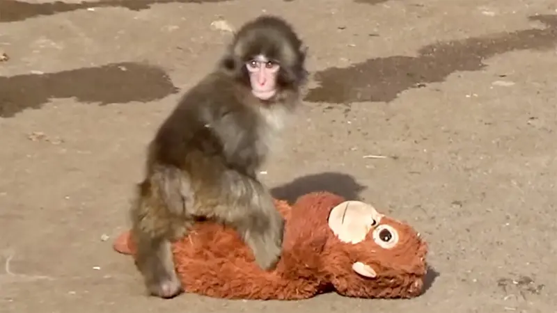 У малыша Панча заберут его игрушку