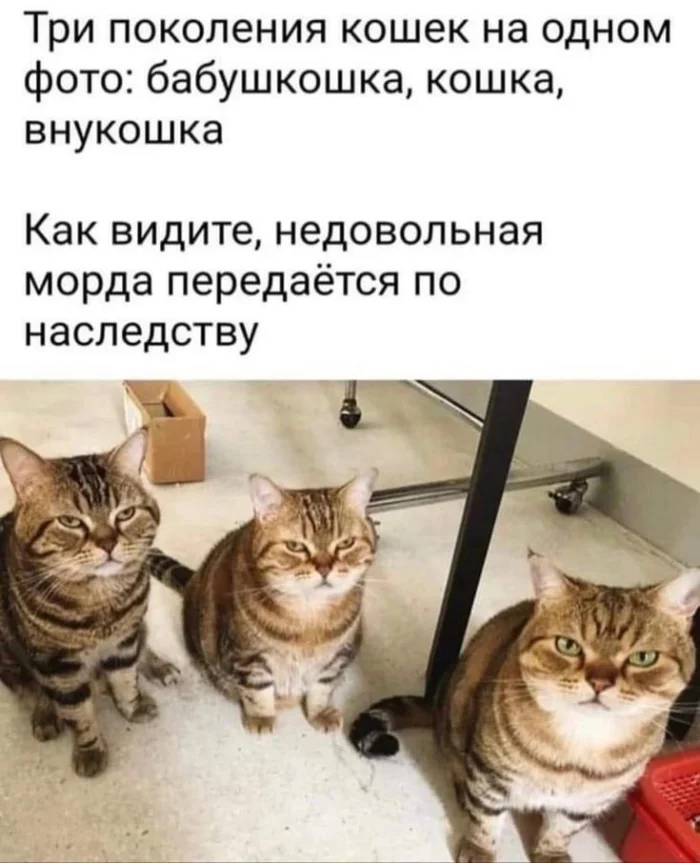 Интернет и его чувство юмора 18.03.2026