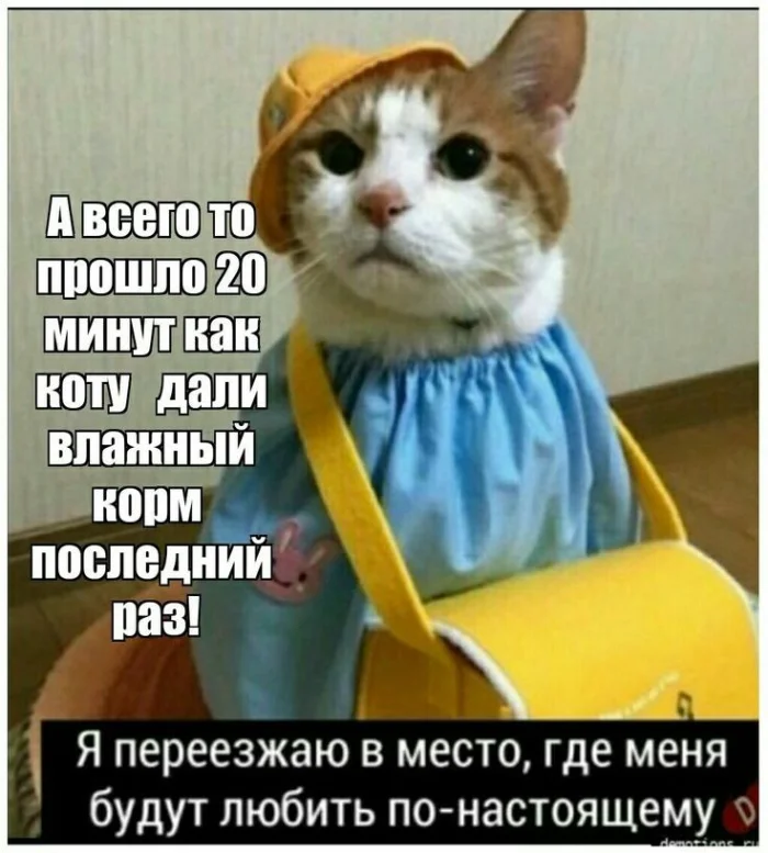 Котомемы 10.03.2026