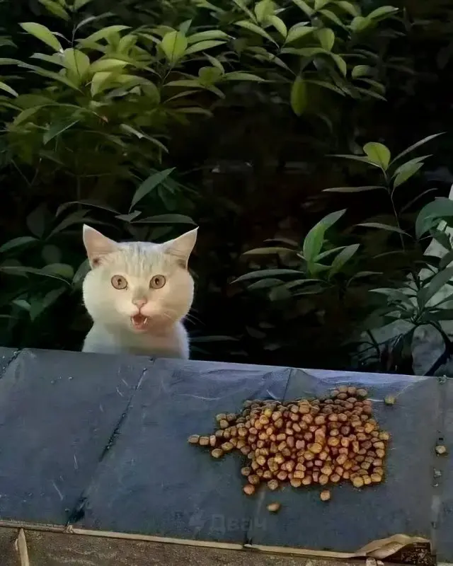 Искренняя реакция кота на угощение