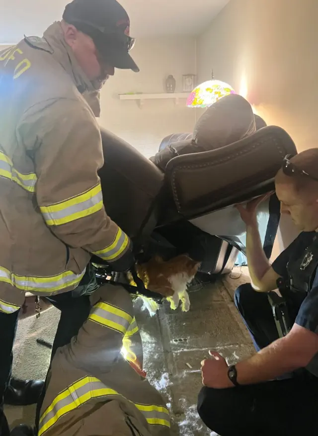 Толстый кот застрял в кресле перед походом к ветеринару