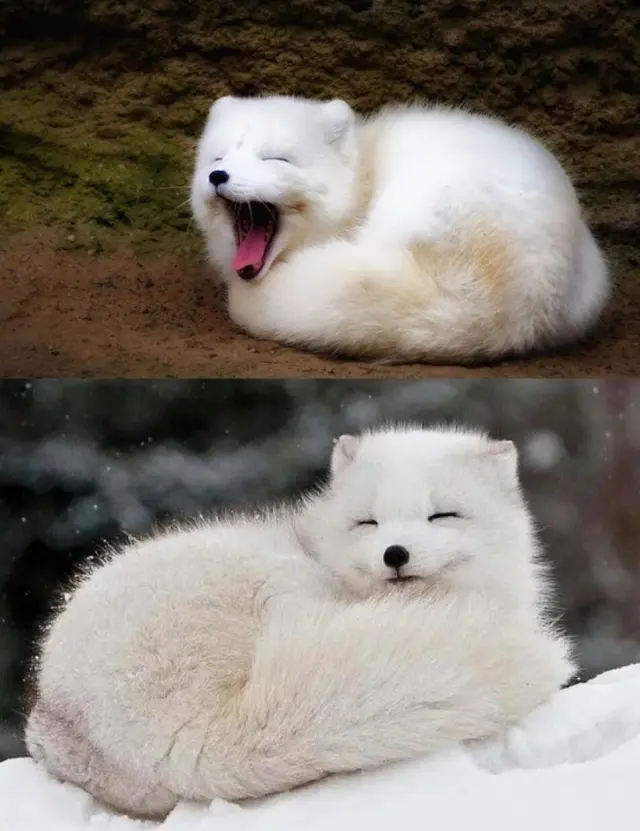 Подборка забавных и милых фотографий животных  08.04.2026