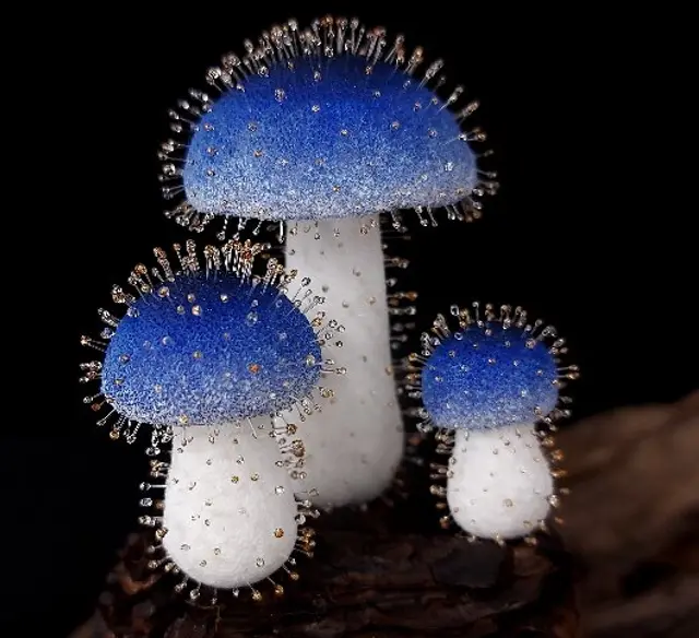 Крошечный гриб из Тайваня: найден вид высотой всего 1 мм