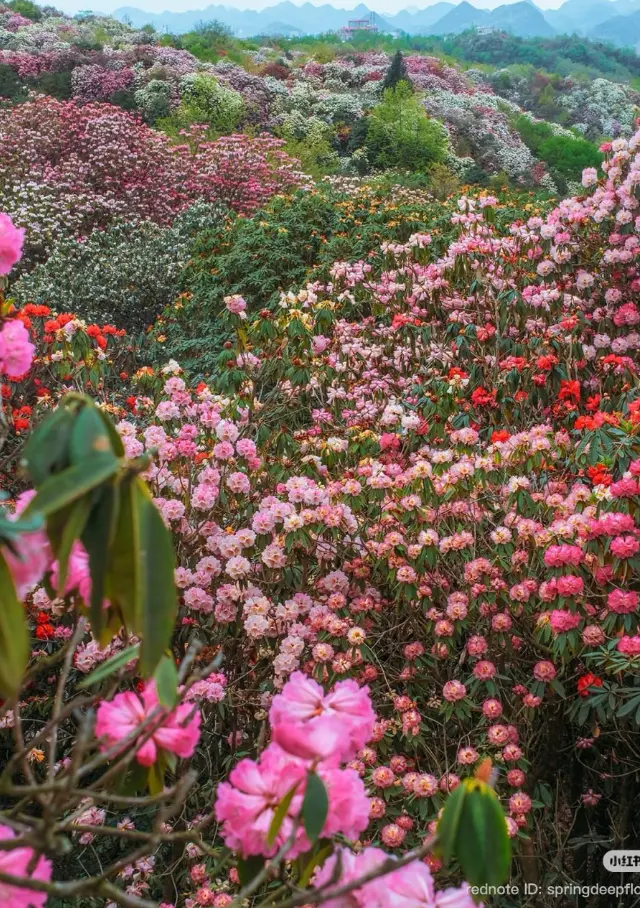 Цветочное море Гуйчжоу
