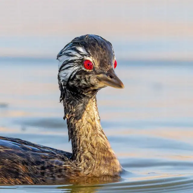 В Южной Америке обнаружили птицу с глазами демона