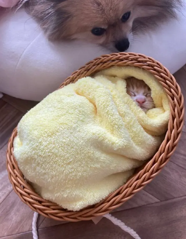 В сети рассказали о необычном японском «ритуале здоровья» для спасённых котят