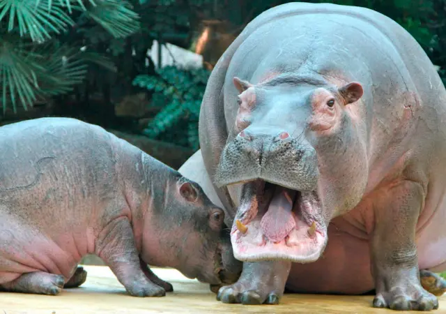 Колумбия планирует сократить популяцию «кокаиновых бегемотов» Эскобара