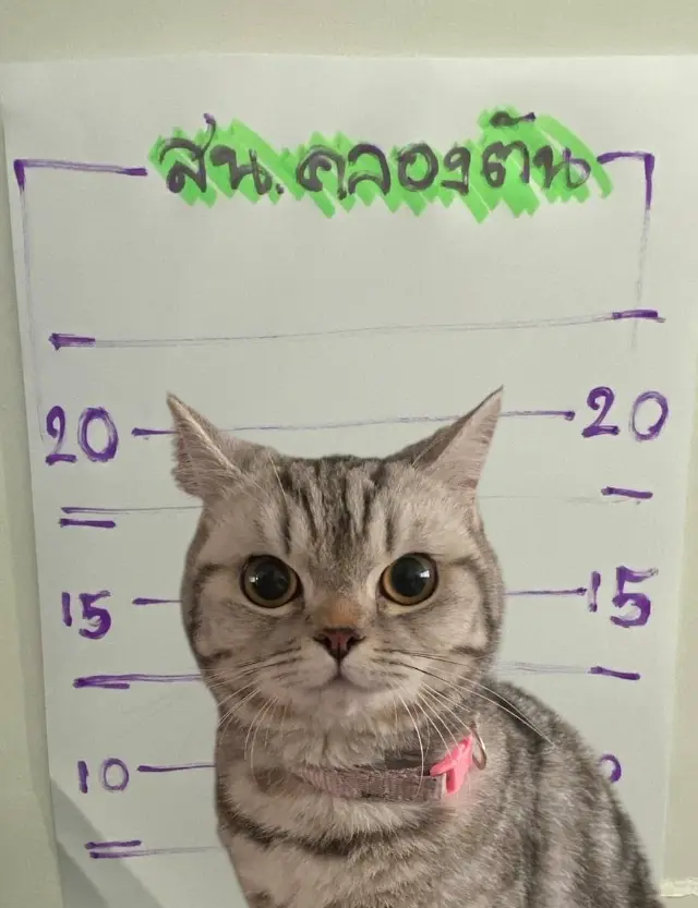 В Таиланде «под следствием» оказалась кошка после нападения