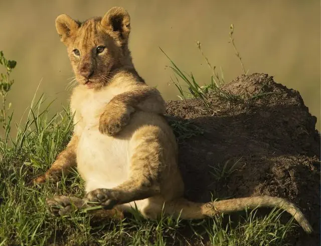 Простое львиное счастье